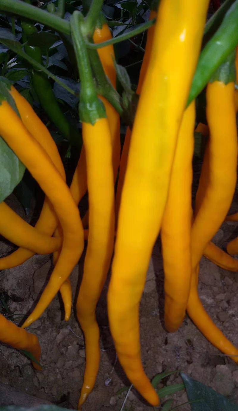 由于黄帝线椒色泽艳丽,果型美观,辣味极高,熟果色形似黄金长条,更与