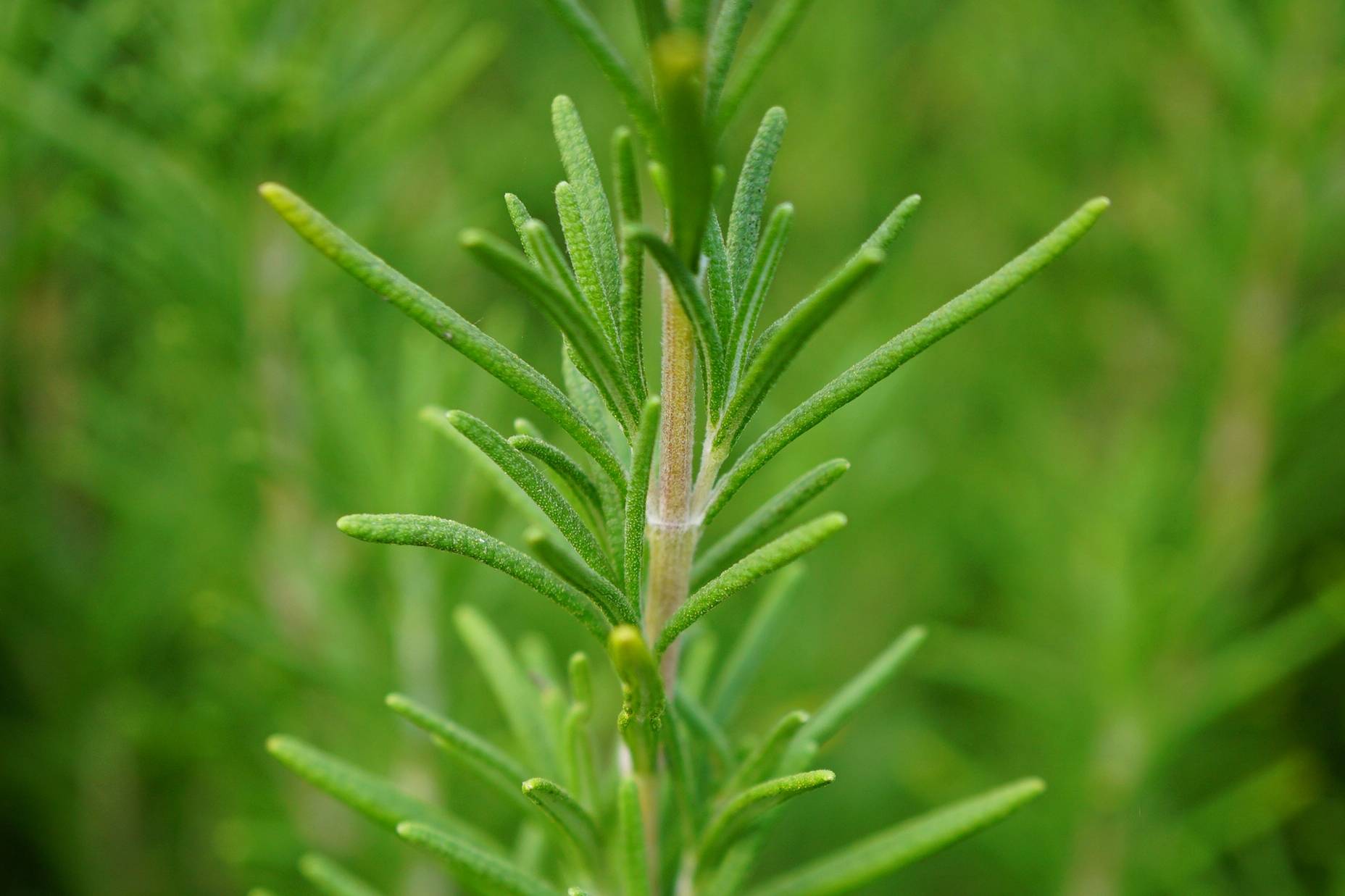 我见到的山东本土植物和园林栽培植物(751)薰衣草