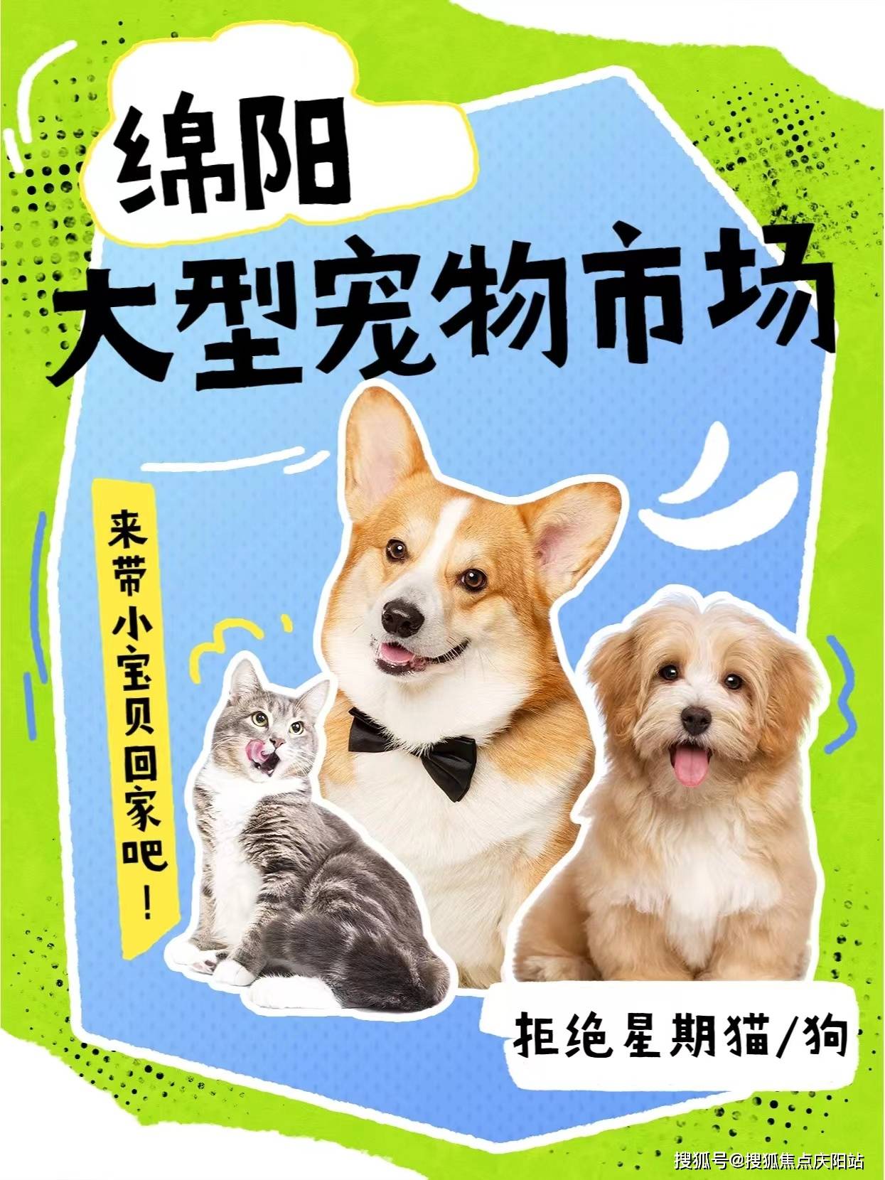 金毛犬的简介图片