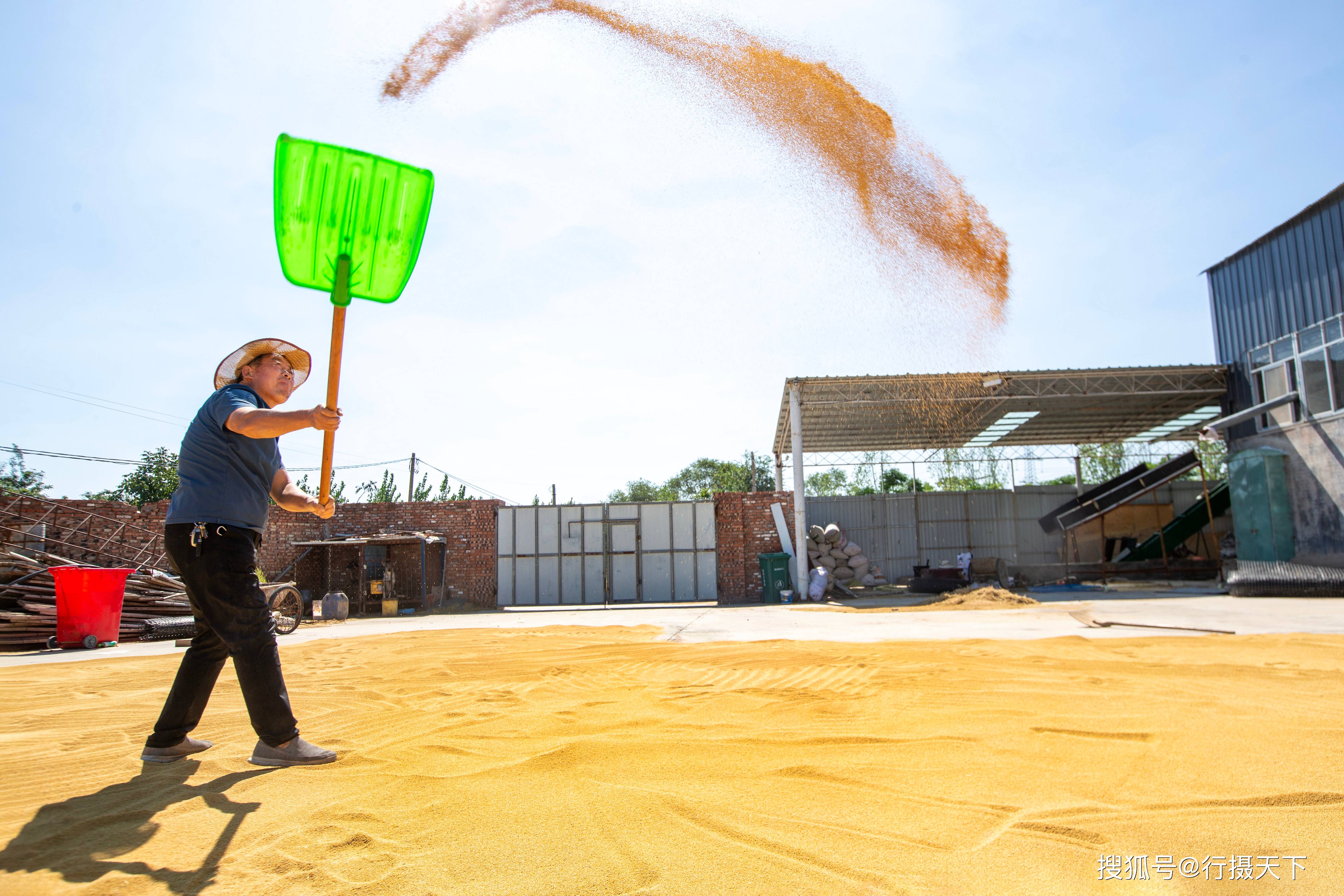 新雷种植专业合作社种植能手,62岁的靳长银老汉正在打谷场上风扬晒干
