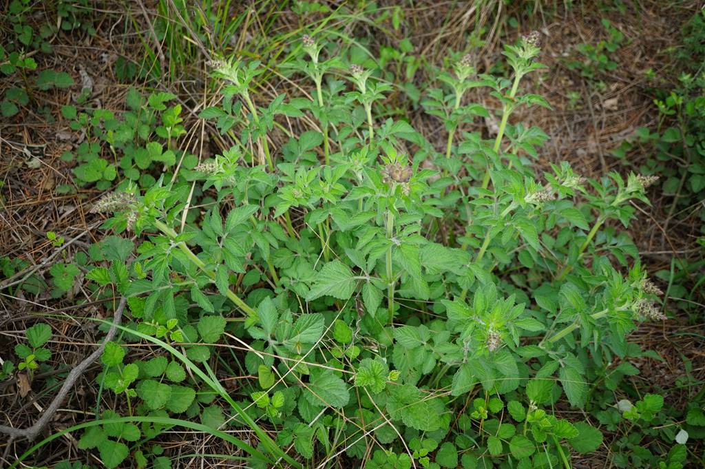 我见到的山东本土植物和园林栽培植物(770)丹参