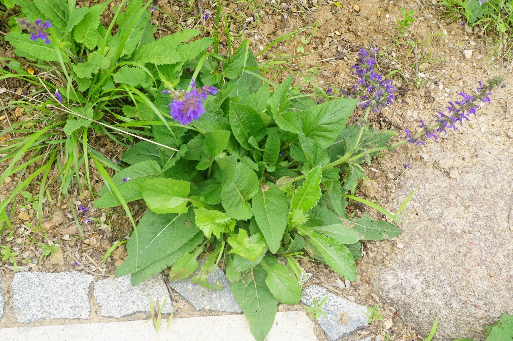 芡欧鼠尾草的生长环境图片