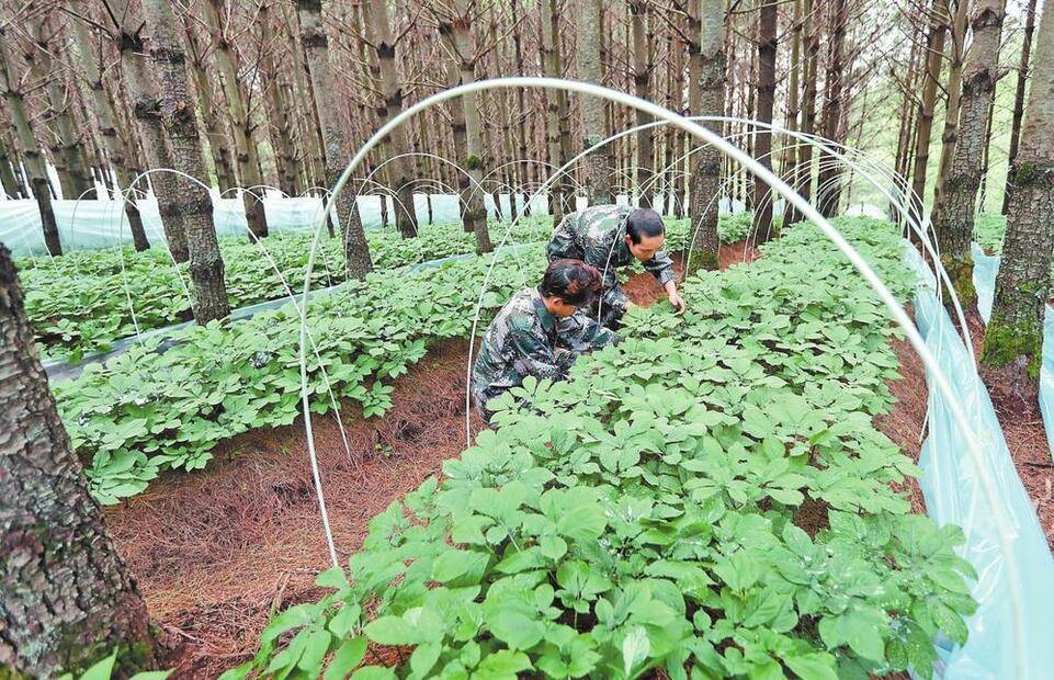 种植一亩地成本(种一亩田需要多少成本)