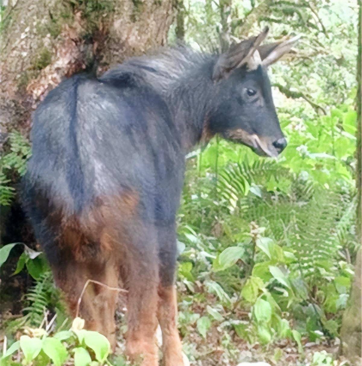 "驴头狼"已灭绝50万年,为何又在神农架现身?