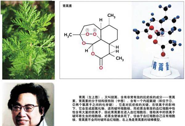 青篙素的发现者图片