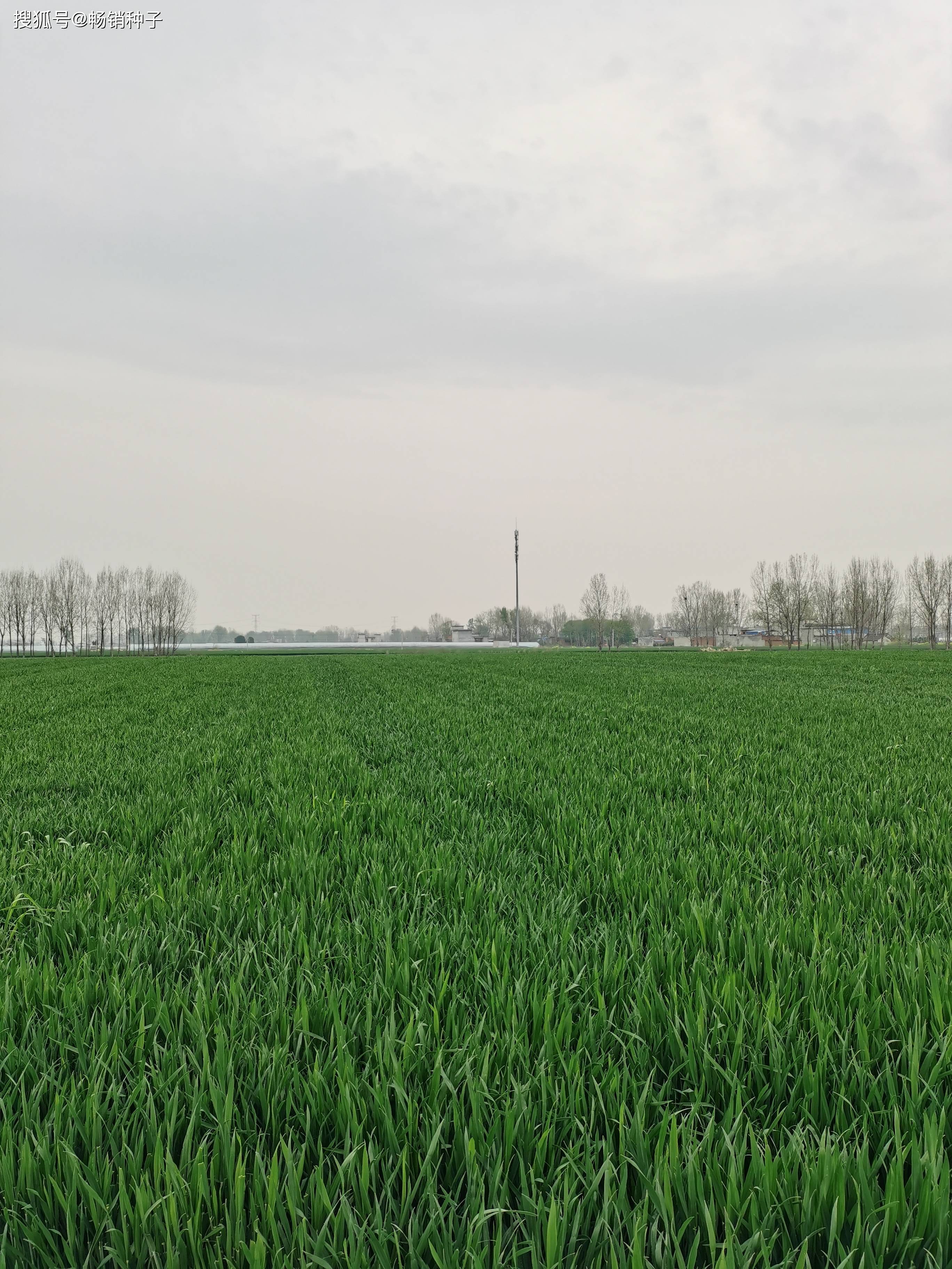 河南省睢县2024年麦播技术指导意见_品种_种子_小麦