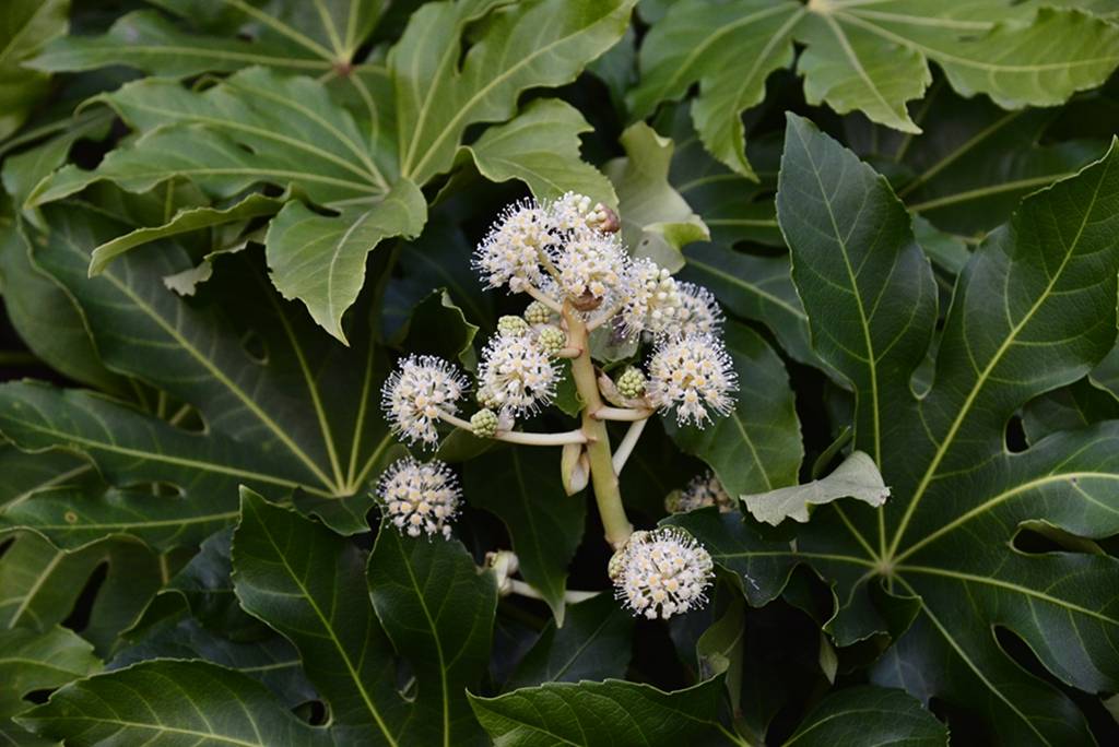 八角金盘的花冠类型图片