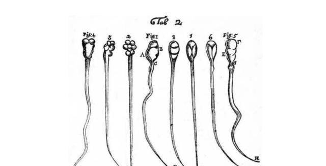 列文虎克精子图片