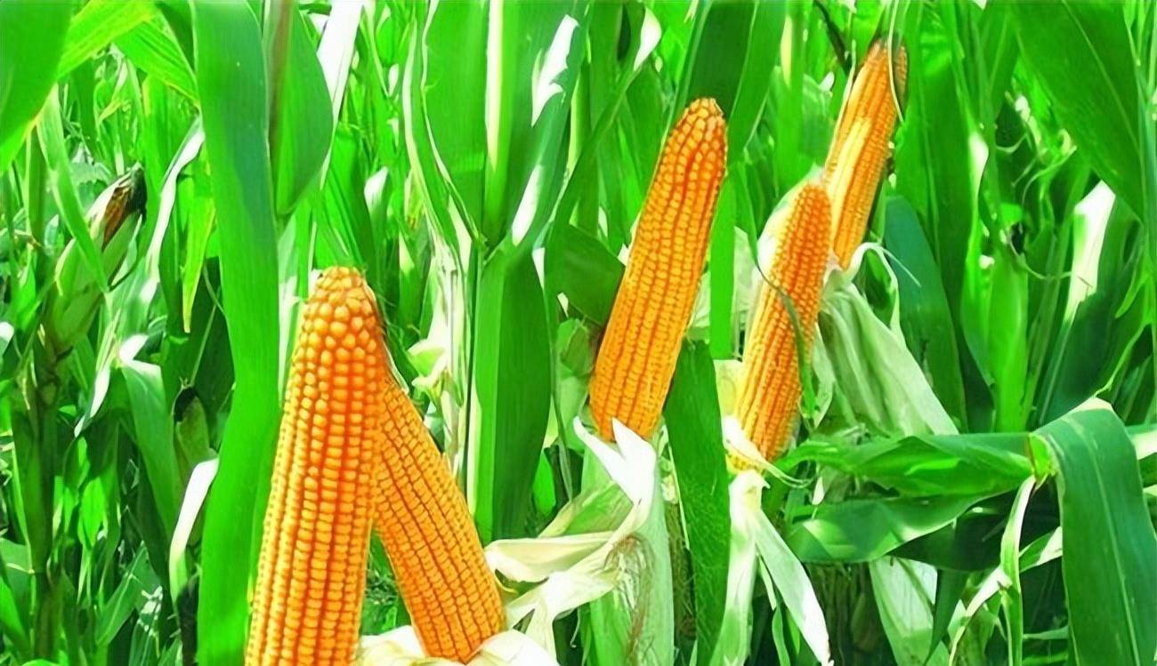 1万年以前的玉米,还只是一棵平凡的野生杂草,它经历了什么?