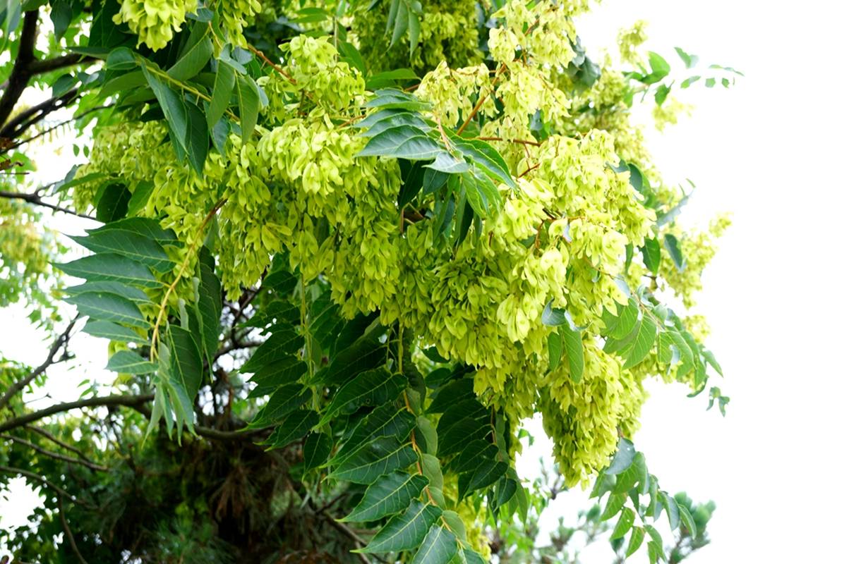 我见到的山东本土植物和园林栽培植物(825) 千头椿_臭椿_分枝_形态