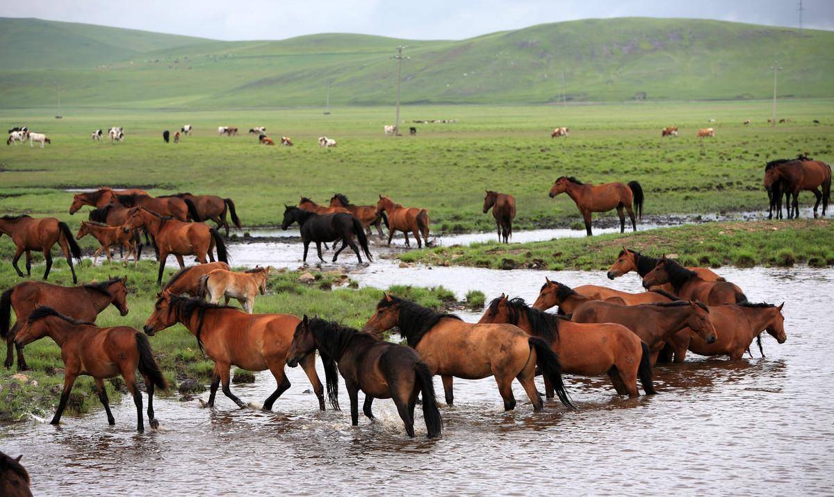 蒙古马都排不上,中国三大名马,多少徒有虚名?