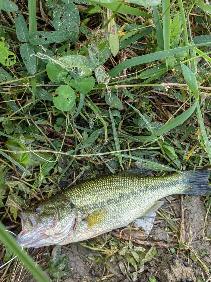 反季节养鲈鱼的应对问题