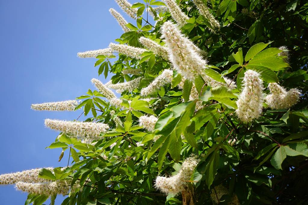 我见到的山东本土植物和园林栽培植物