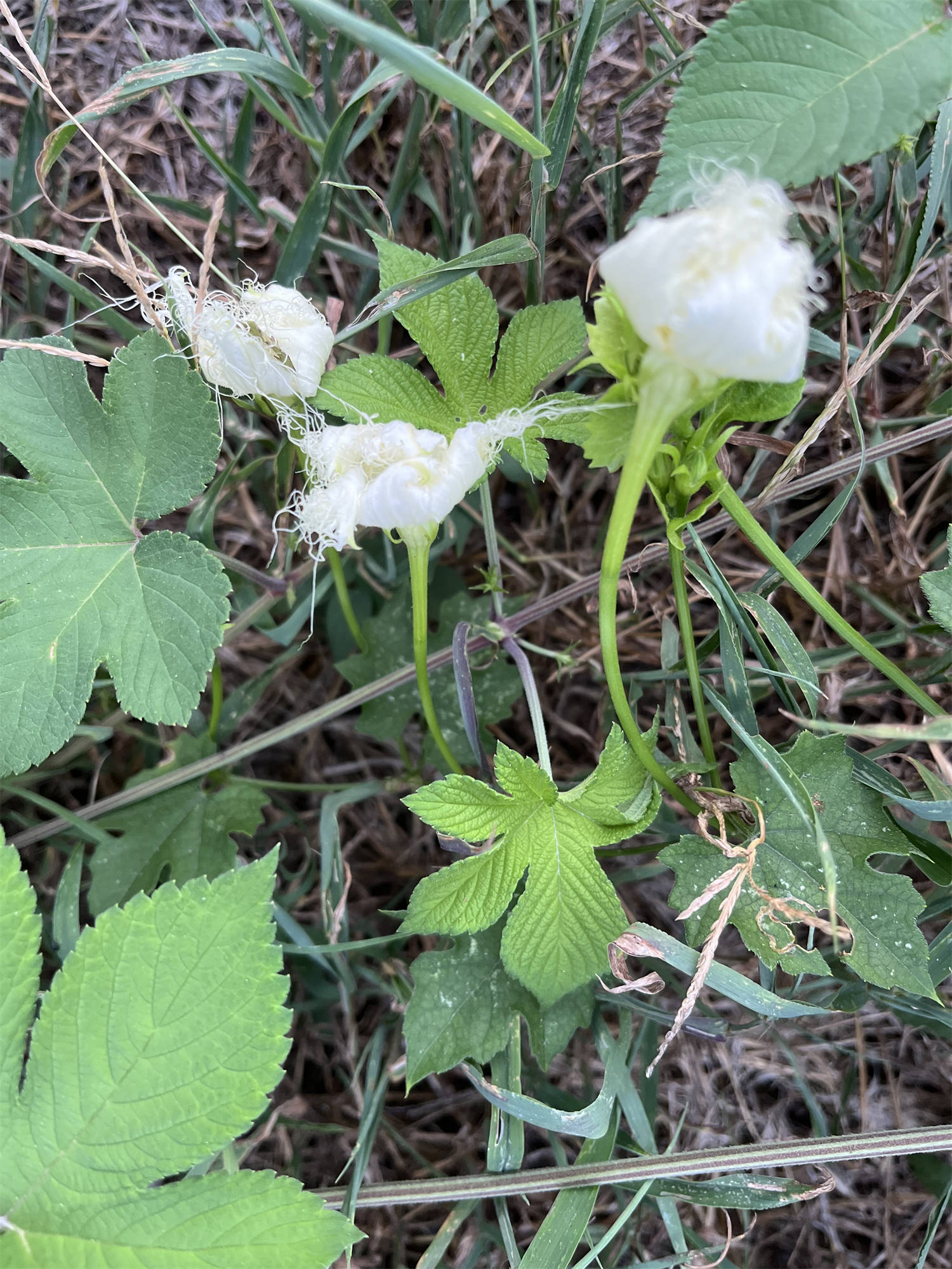 别  名:药瓜,瓜楼,瓜蒌等栝楼原产于柬埔寨,日本,韩国,老挝,越南,中国
