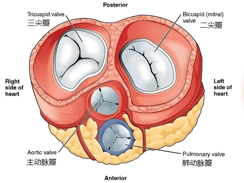 二尖瓣尖瓣图片