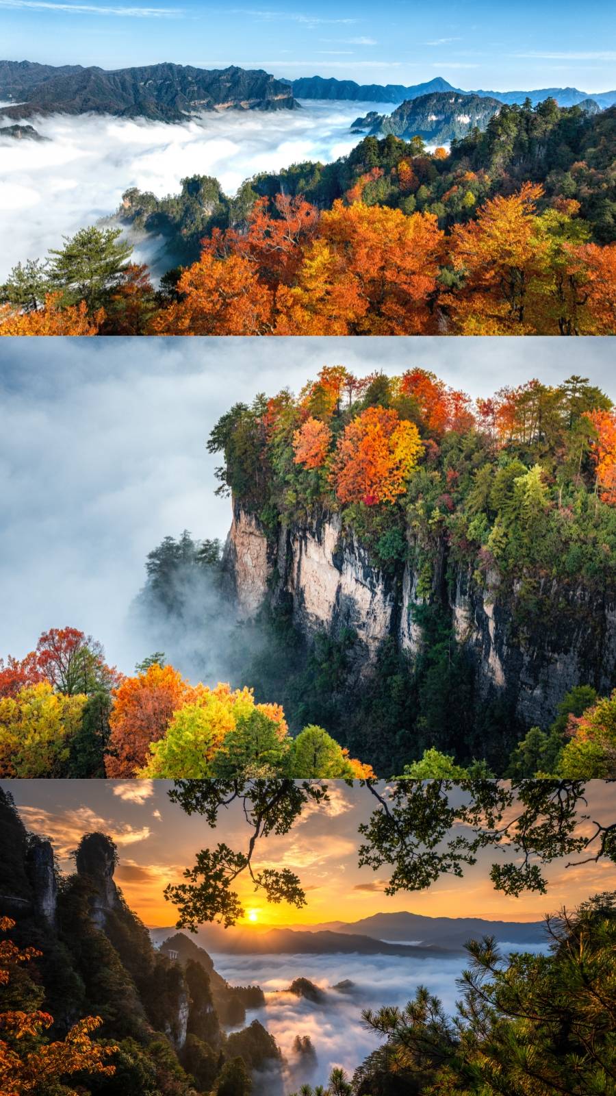 光雾山红叶季到啦!层林尽染,灿烂若朝霞
