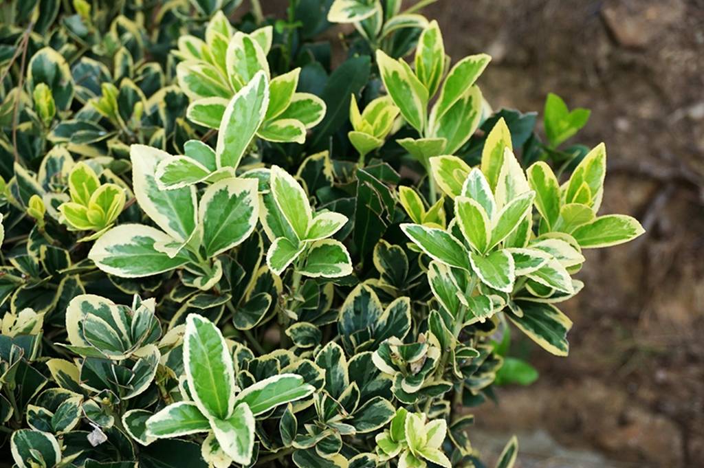 我见到的山东本土植物和园林栽培植物(865-2)金边黄杨和银边黄杨