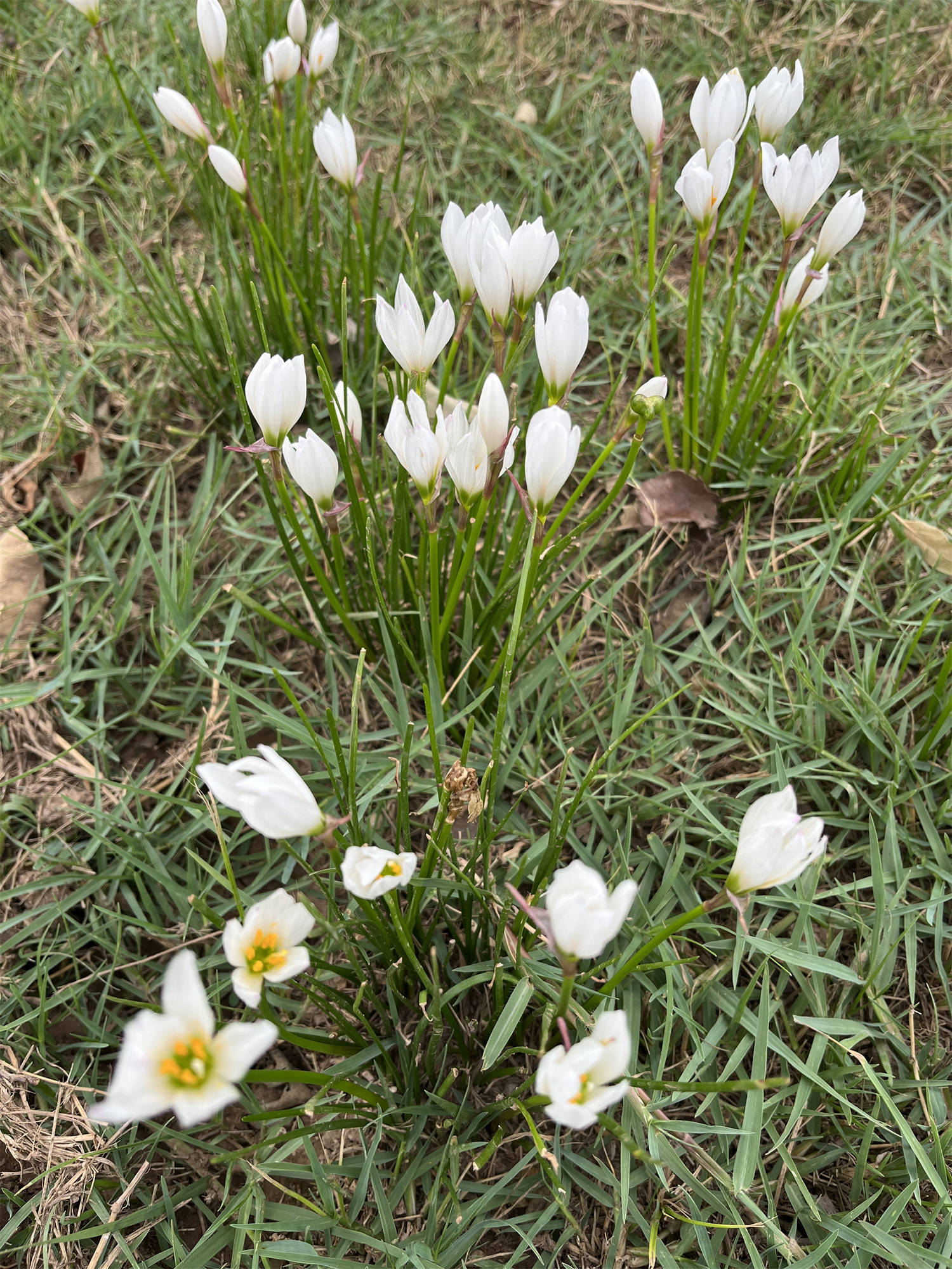 花花世界之84葱莲