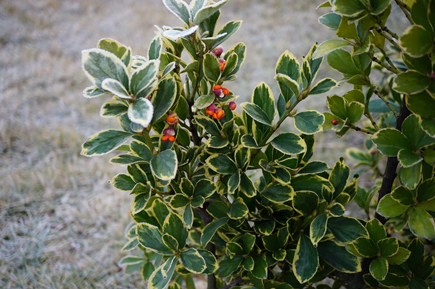 我见到的山东本土植物和园林栽培植物(865-2)金边黄杨和银边黄杨