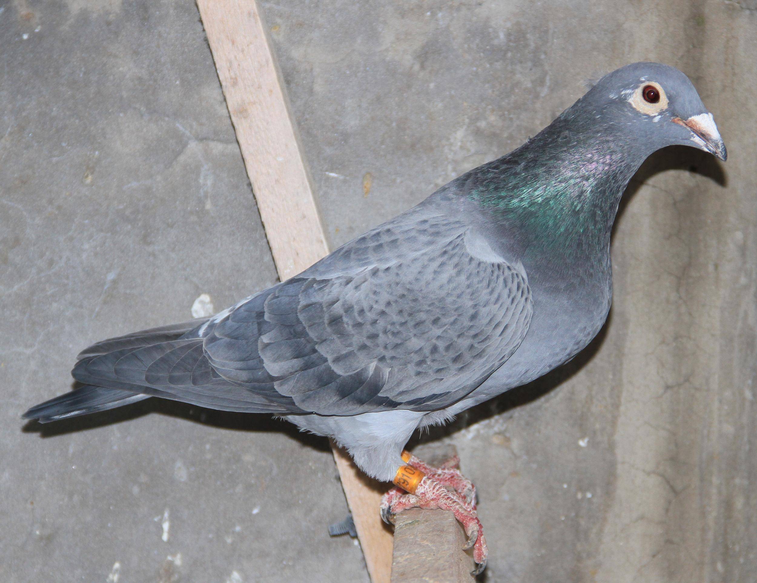 鸽子不下蛋是什么导致的