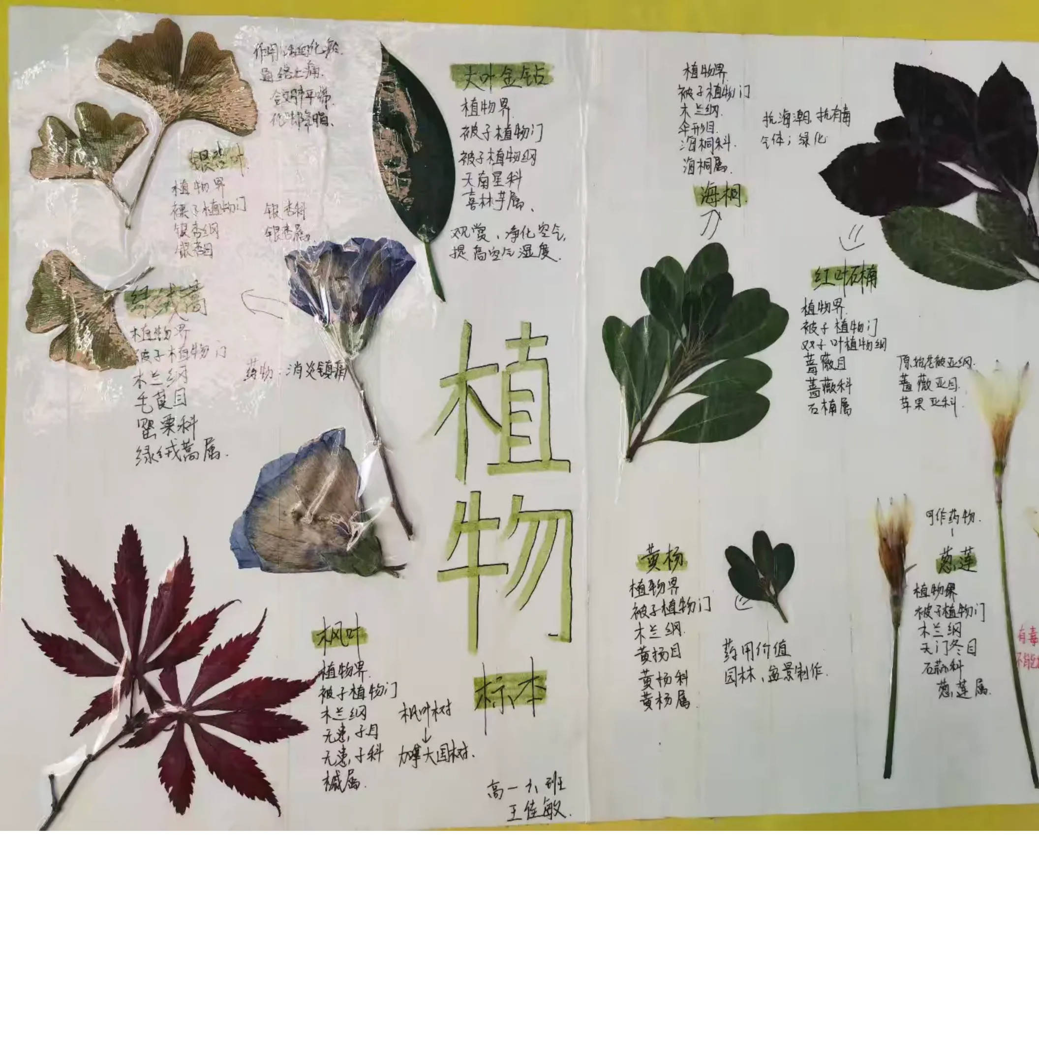 植物标本图片大全简单图片