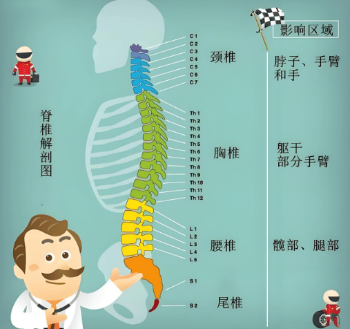 作为中枢神经系统的关键部分,脊髓一旦受损,其恢复难度之大,不言而喻