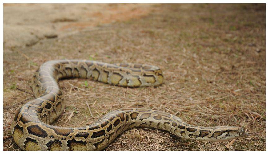 广东一工地惊现4米大蟒蛇!为国家保护动物,遇到蟒蛇该怎么办?