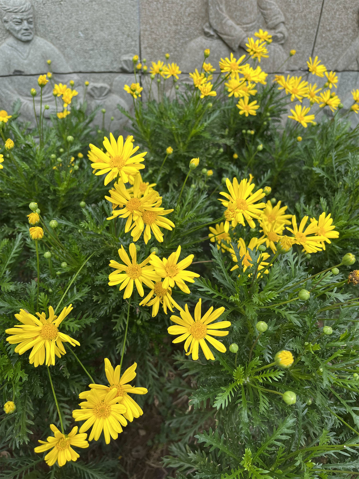 遗传基因优良的花花图片