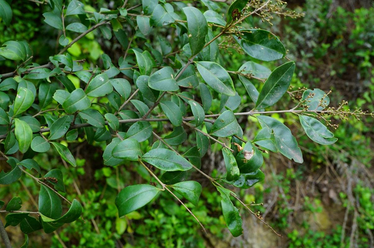 我见到的山东本土植物和园林栽培植物