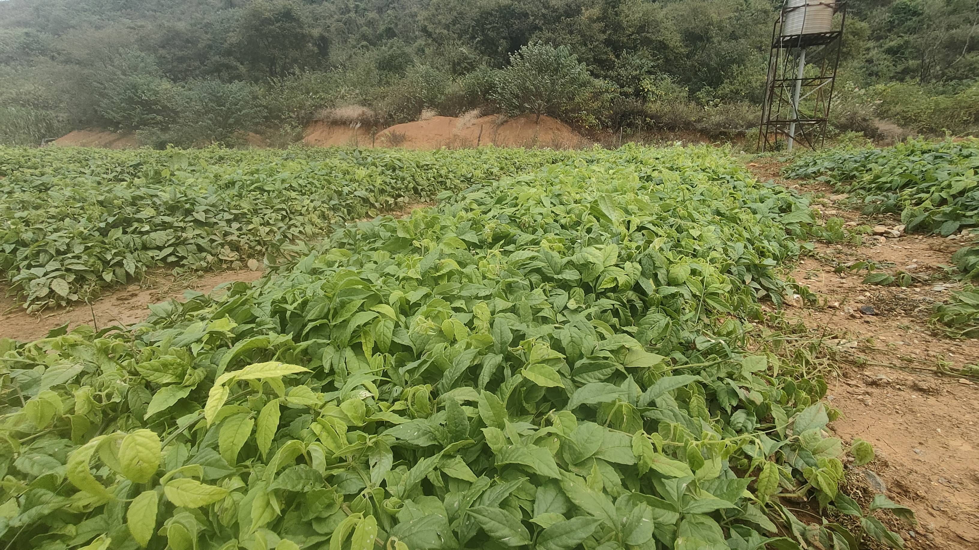 浙江三叶青种植基地图片