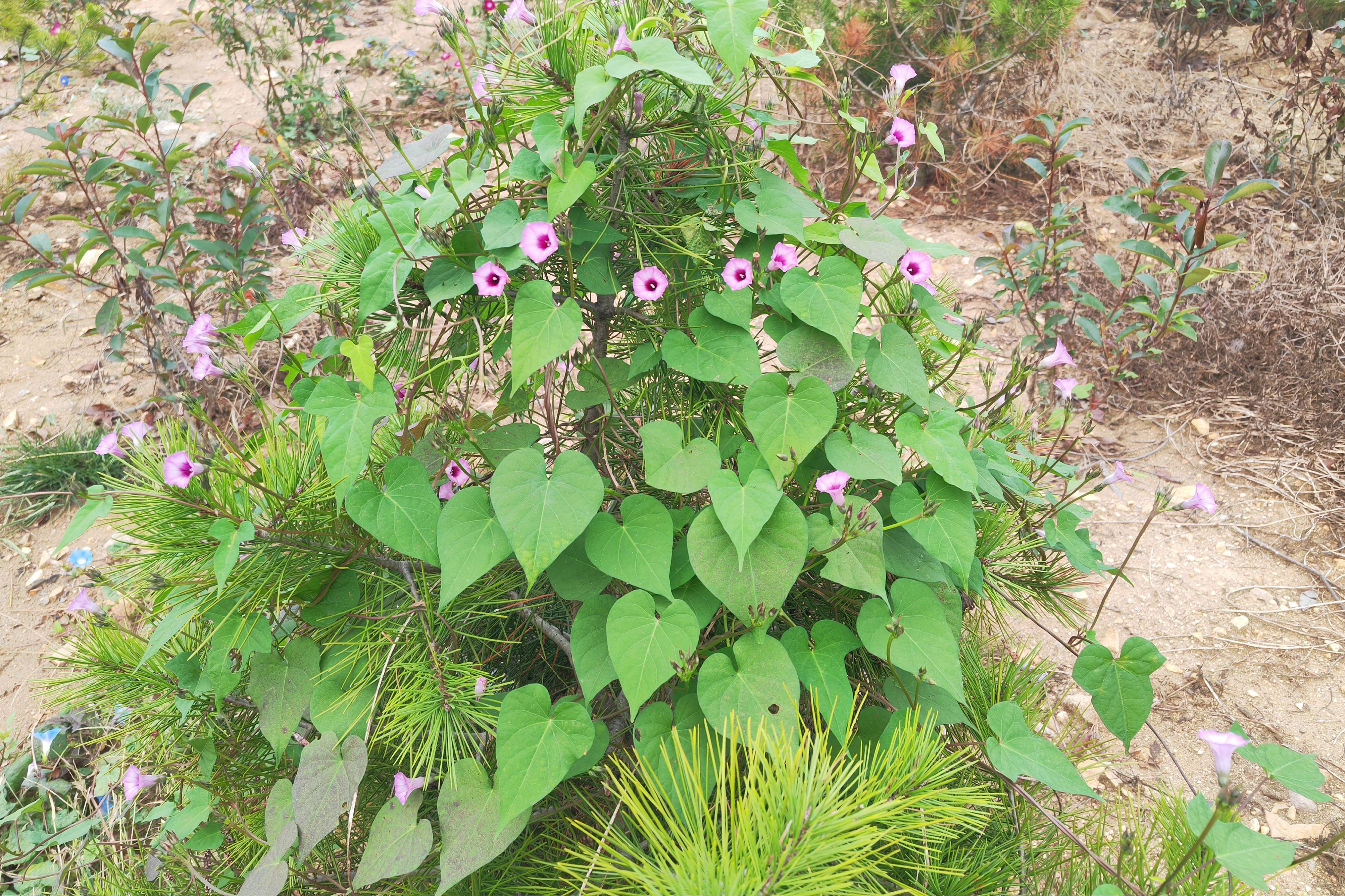 我见到的山东本土植物和园林栽培植物