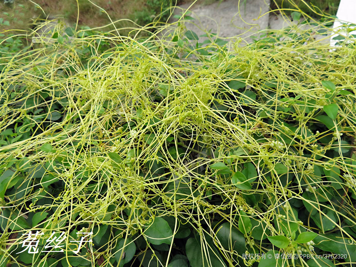 我见到的山东本土植物和园林栽培植物(946)菟丝子