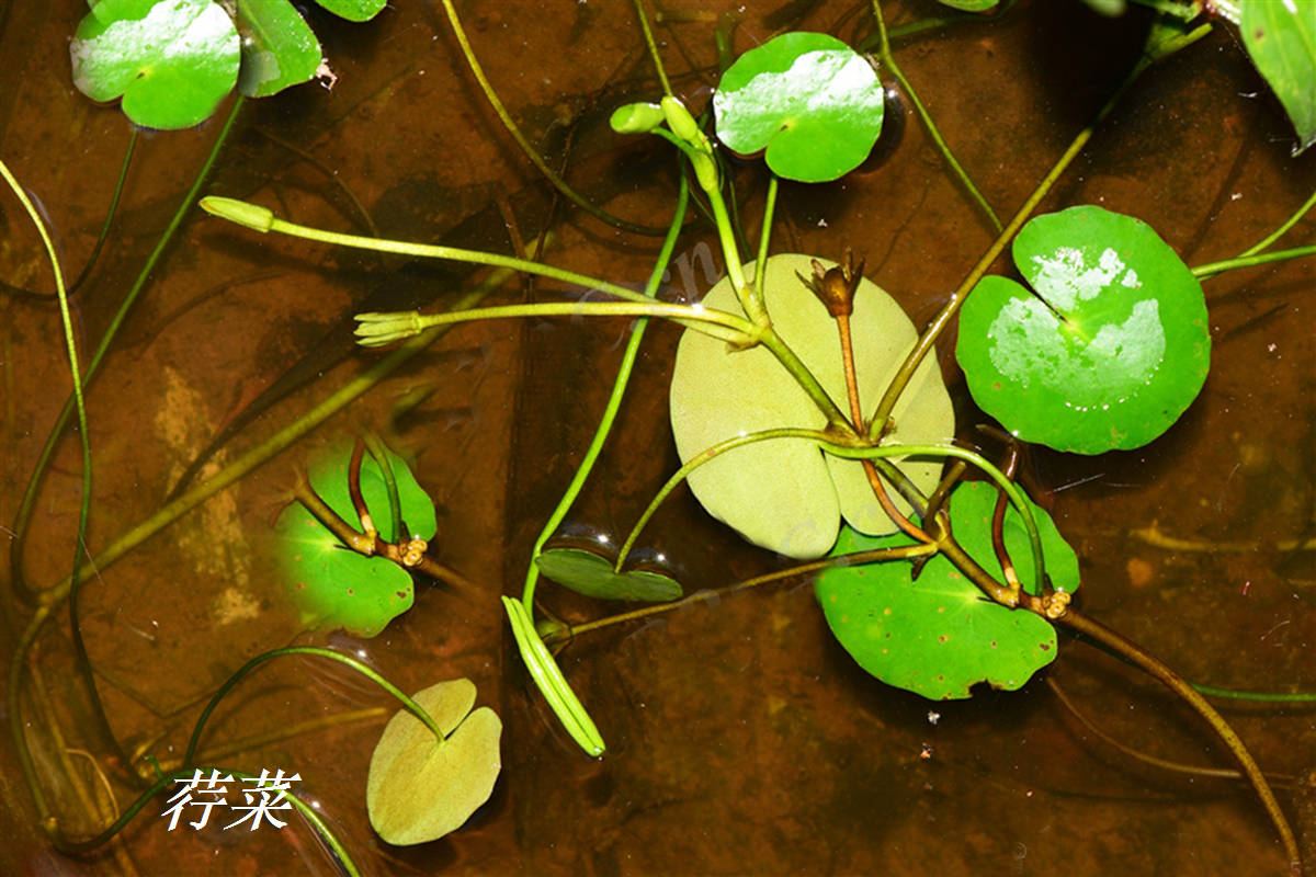 我见到的山东本土植物和园林栽培植物