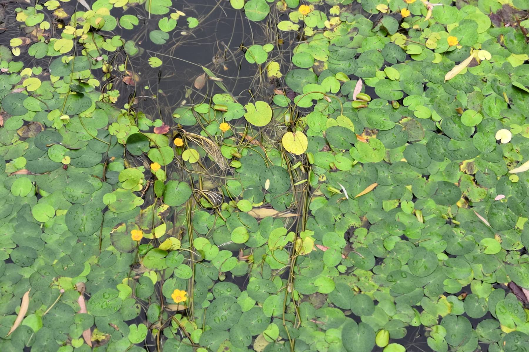 我见到的山东本土植物和园林栽培植物