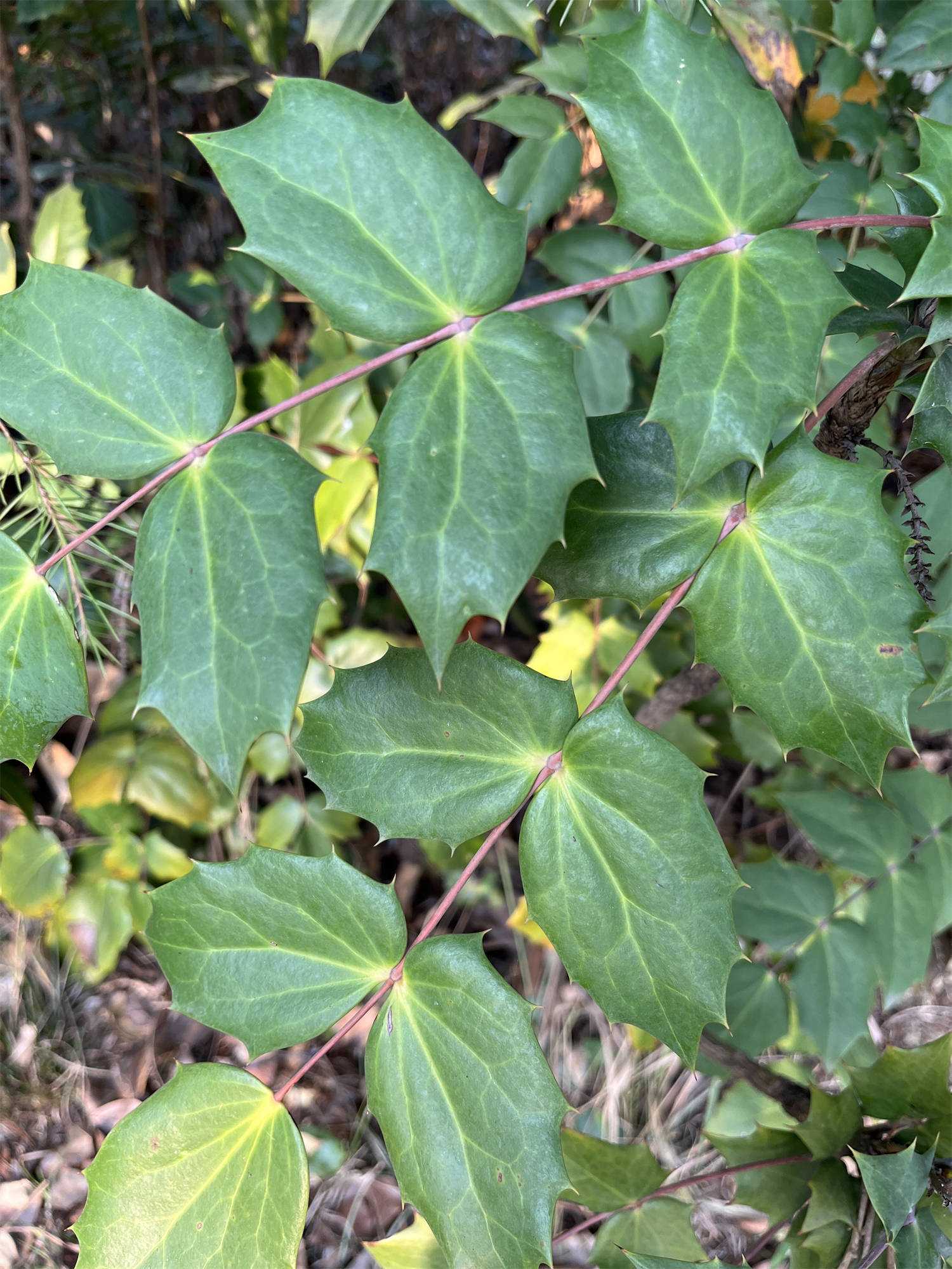 阔叶十大功劳药用价值图片