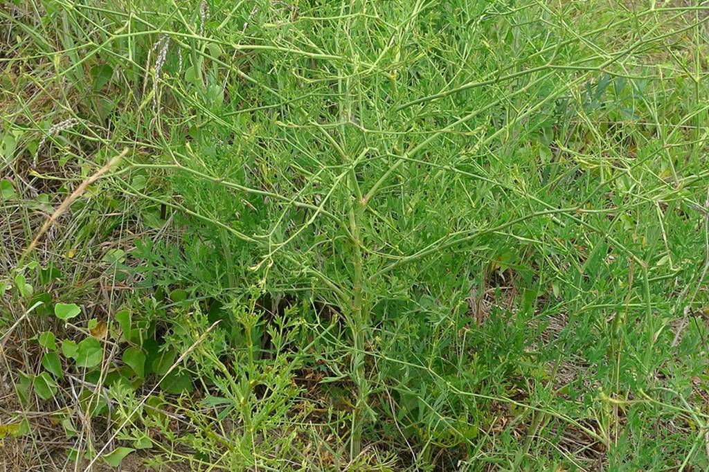 我见到的山东本土植物和园林栽培植物(981)防风