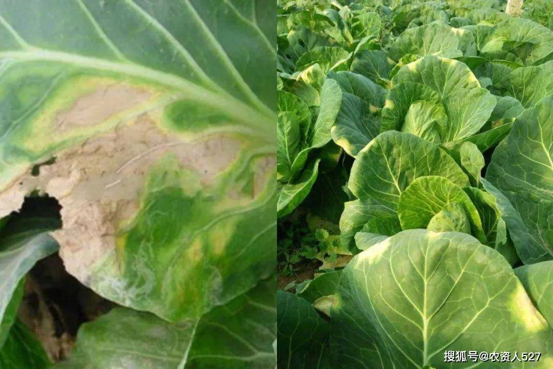白菜软腐病识别及防治