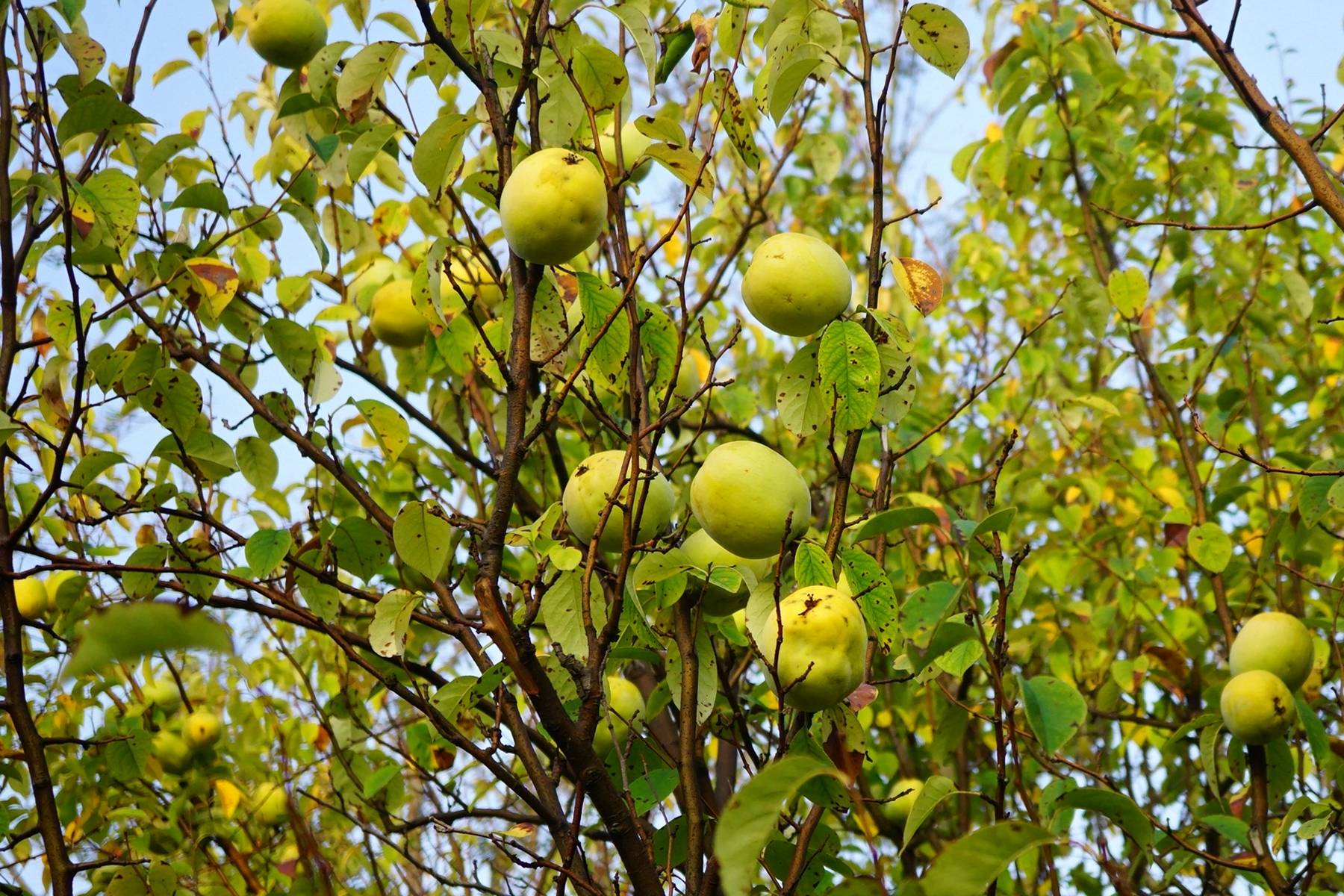 我见到的山东本土植物和园林栽培植物1020木瓜