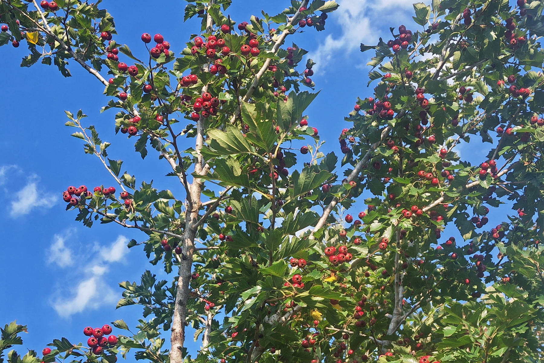 我见到的山东本土植物和园林栽培植物