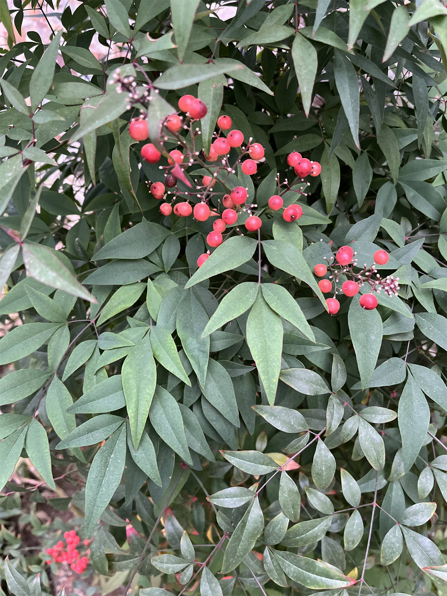 草木世界之125:南天竹[nán tiān zhú]