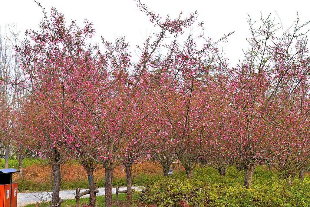 山东临沂盆栽海棠基地图片