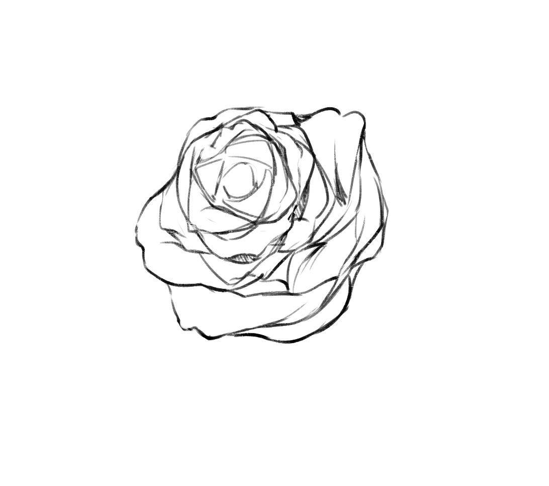 蔷薇的画法讲解,轻松画出美丽的花朵!