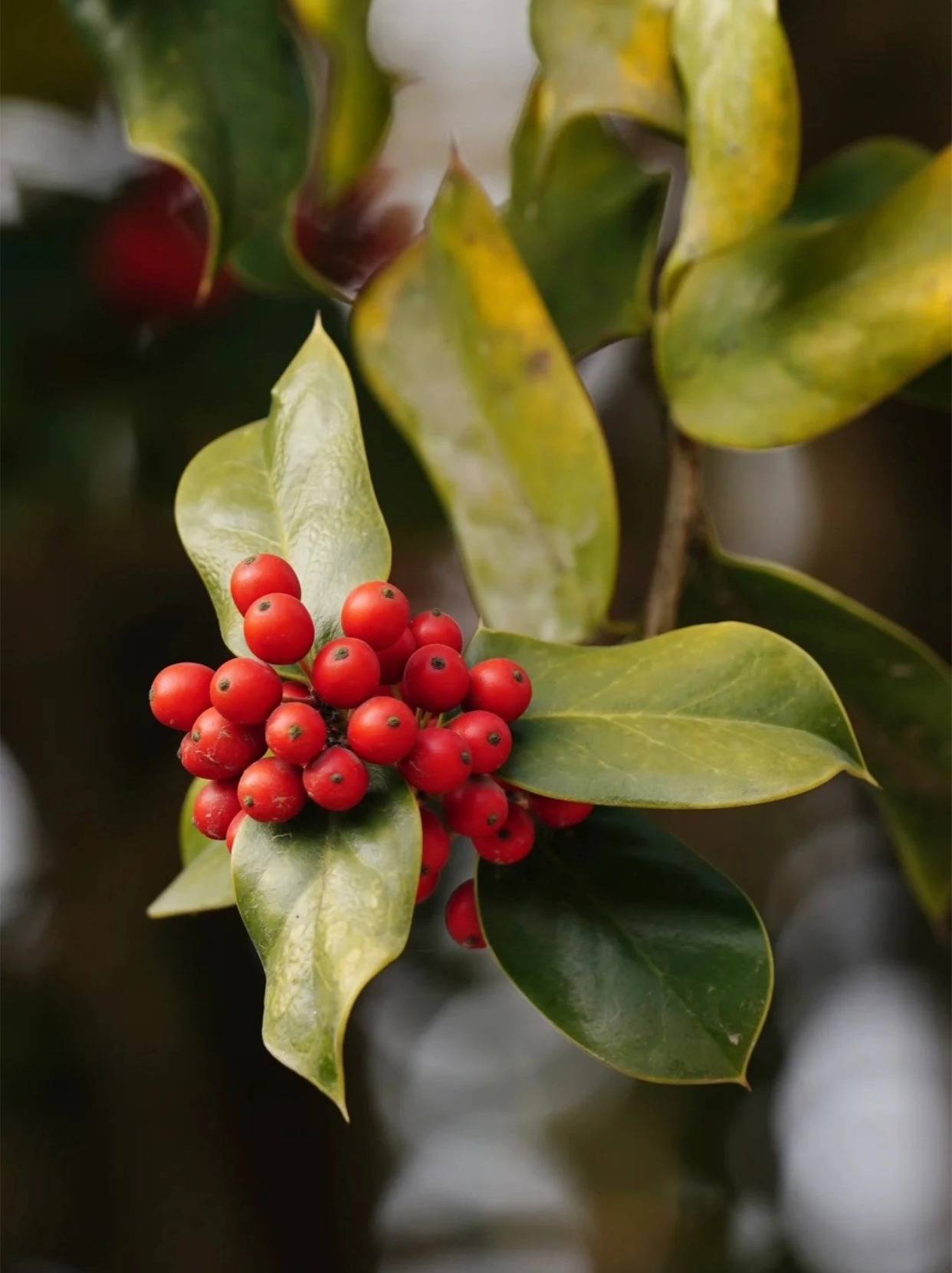 细说冬青树花语和寓意
