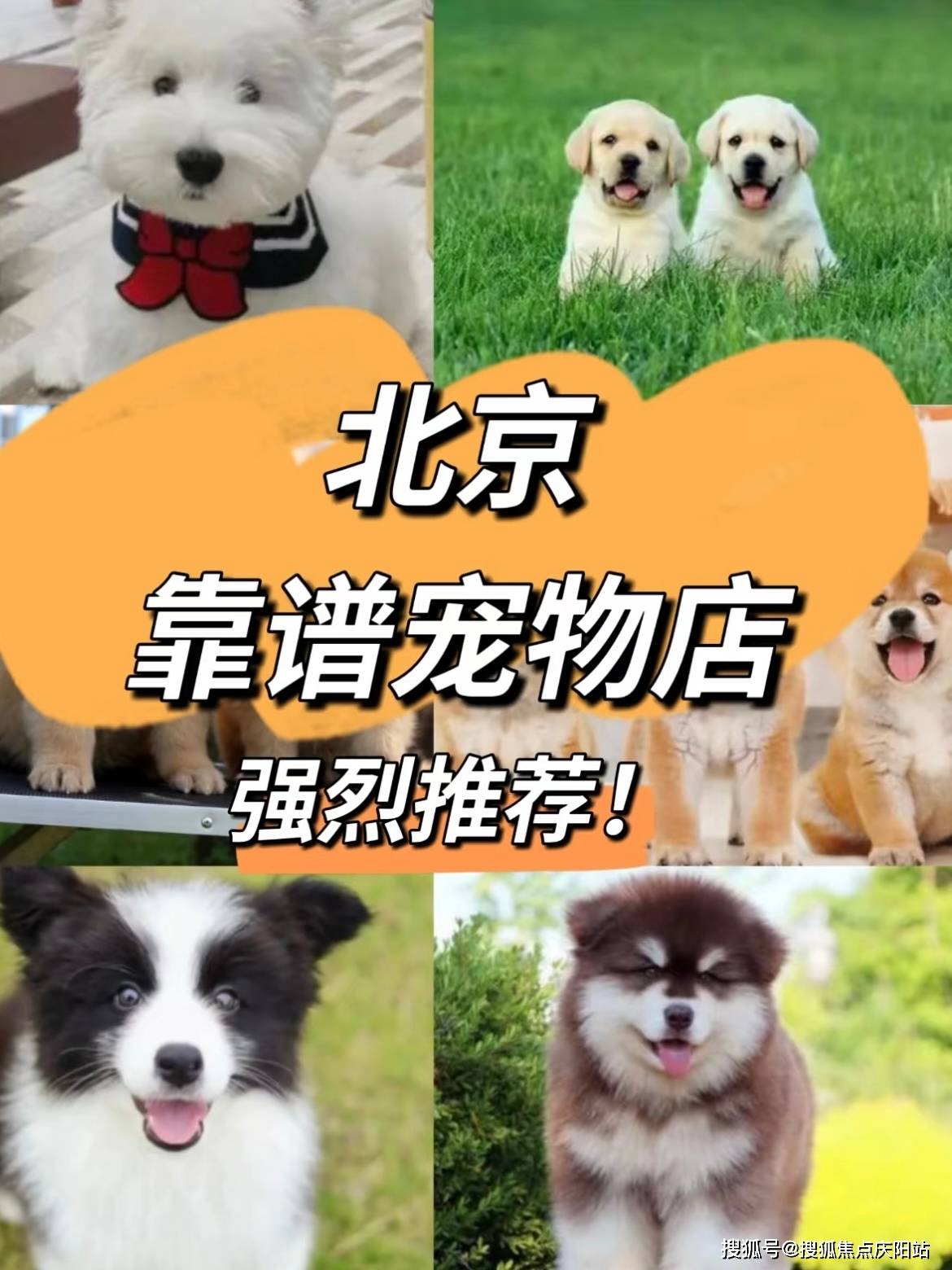 北京哪里卖狗正规(北京哪里卖狗比较正规) 第2张