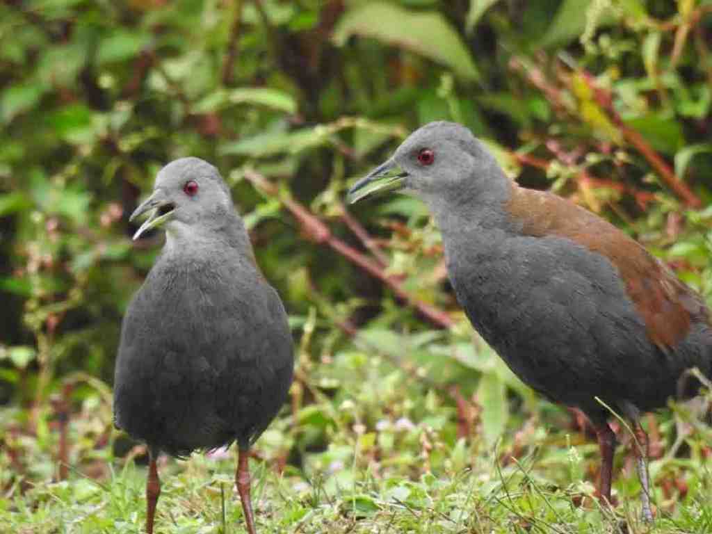 国家二级重点保护动物,个个珍贵稀有:棕背田鸡