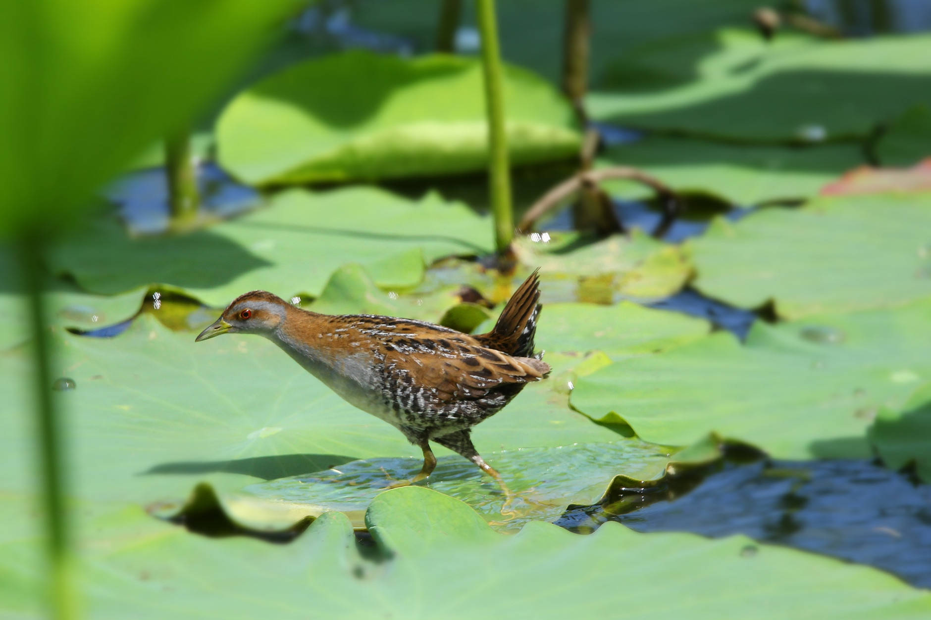 国家二级重点保护动物,个个珍贵稀有:花田鸡