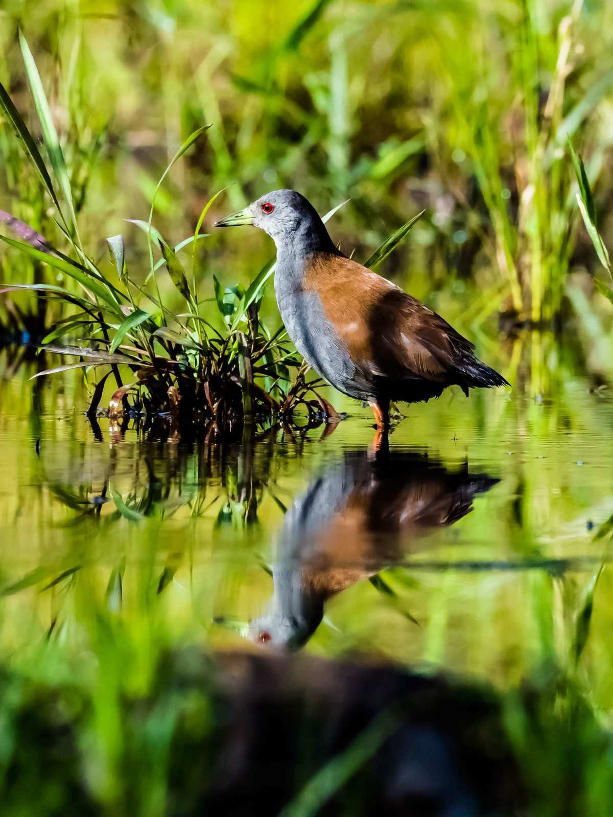 国家二级重点保护动物,个个珍贵稀有:棕背田鸡
