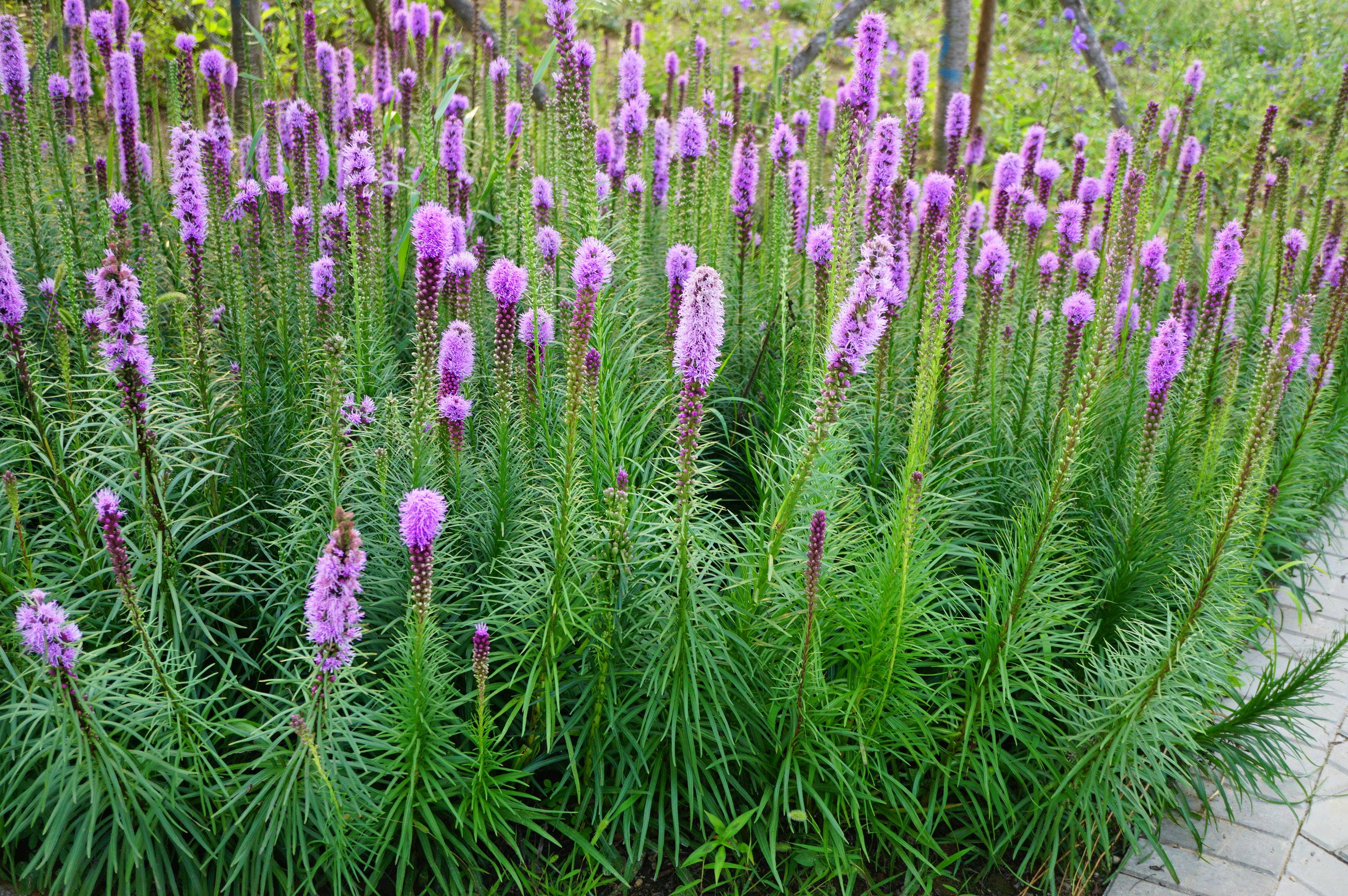 我见到的山东本土植物和园林栽培植物1223蛇鞭菊