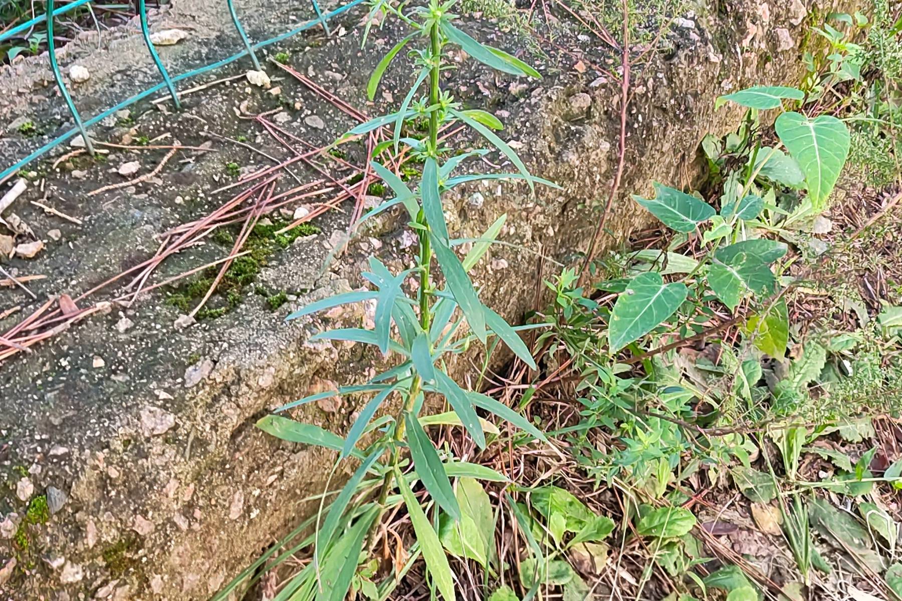 我见到的山东本土植物和园林栽培植物