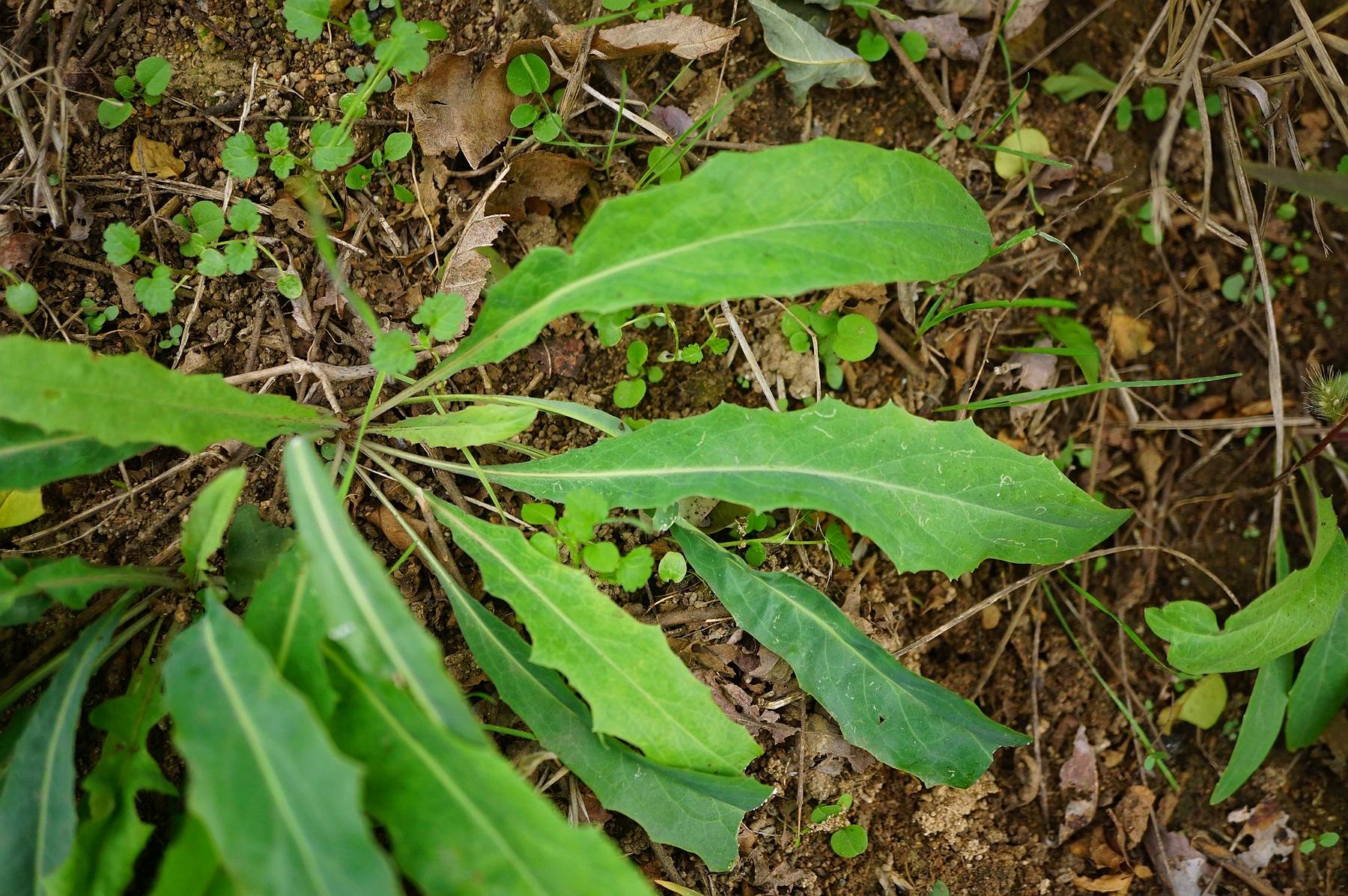 我见到的山东本土植物和园林栽培植物